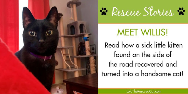 Rescue stories|rescued cats