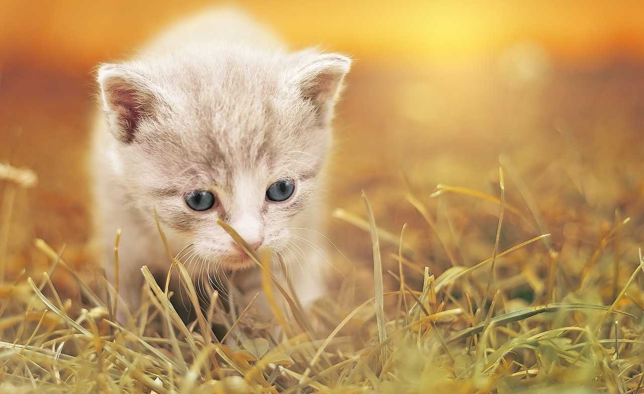 Koleksi Gambar Kucing Comel Manja (Kartun & HD Wallpaper) | Bukit Besi Blog