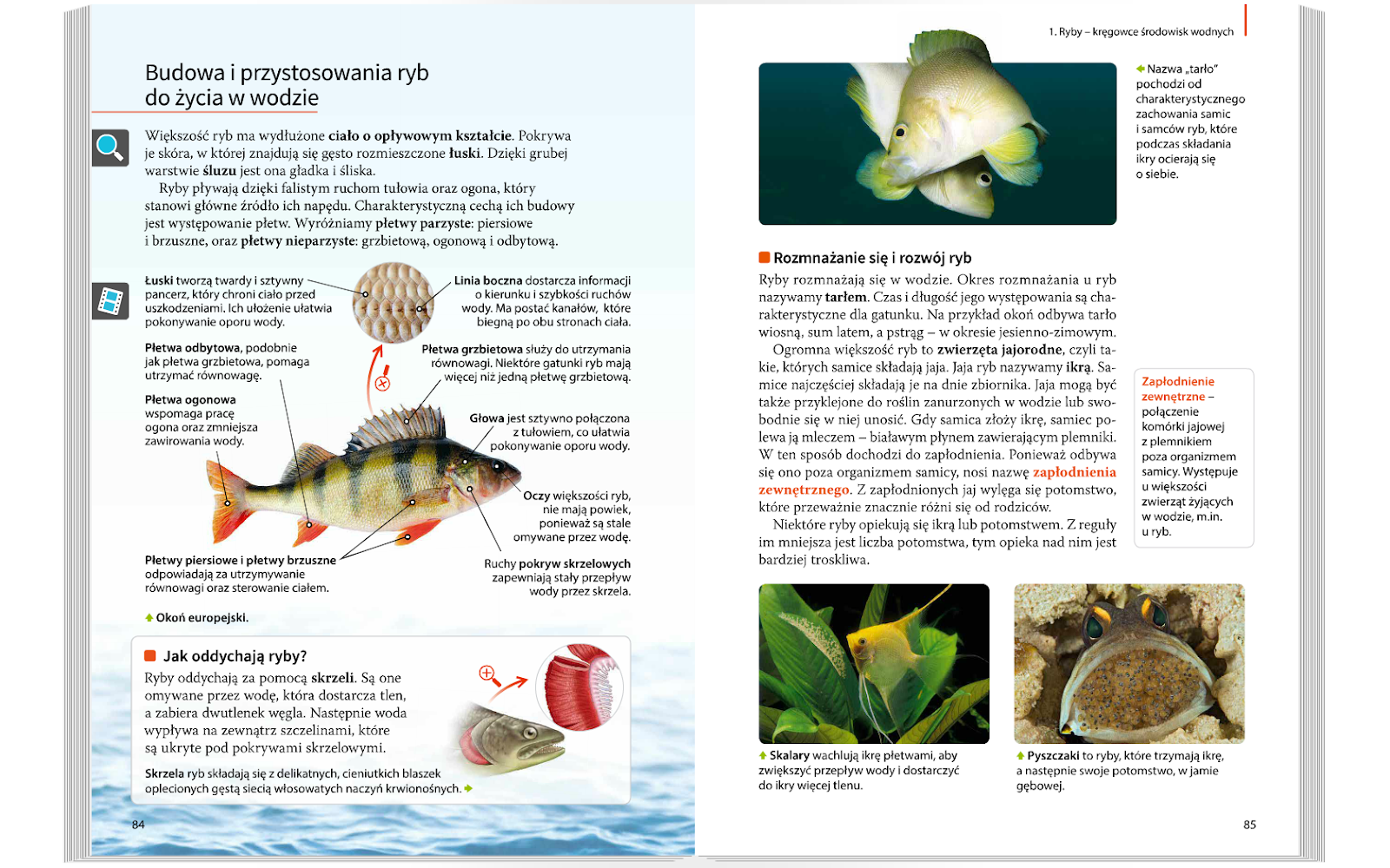 E Podręcznik Biologia Klasa 6 Ryby - kręgowce środowisk wodnych- lekcja dla klasy 6A, 6B,6D,6E | KOŁO