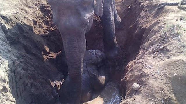 Мама слониха пыталась спасти своего малыша, который провалился в яму