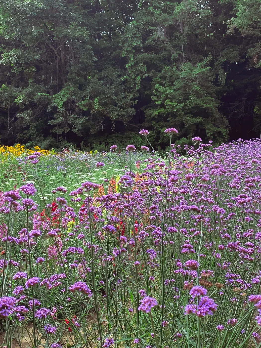 Verbena, purpletop vervain, summer garden flowers, blooming flowers, summer flowers that bloom