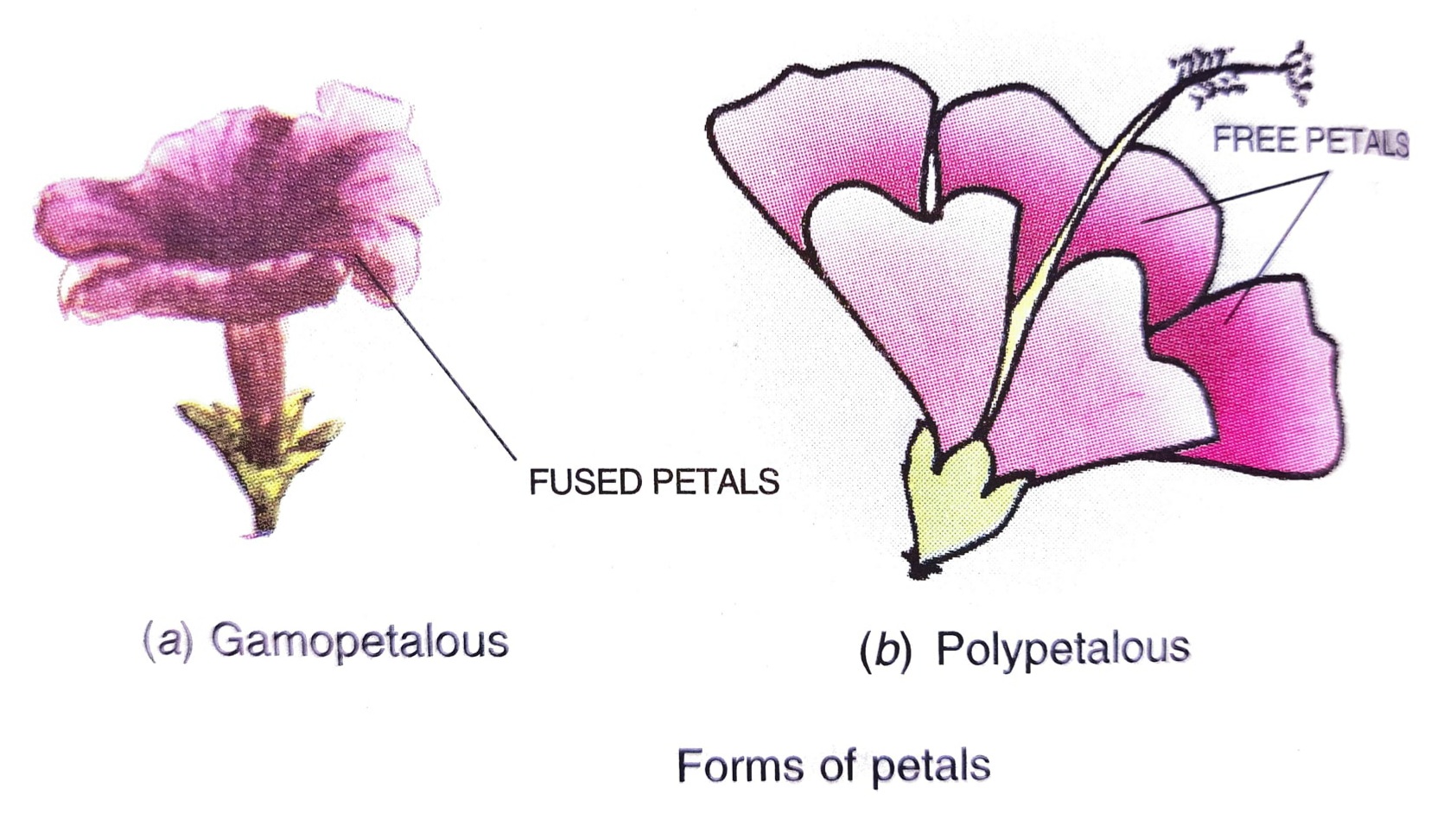 Corolla Flower Diagram