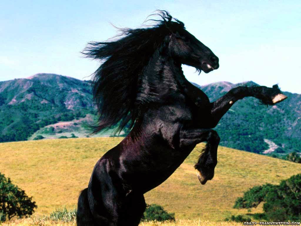 ANIMALS PICTURE: Black Horse Pictures 10