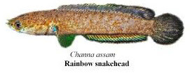 Rainbow Snakehead