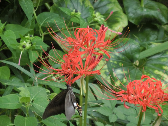 鎌倉の花 ヒガンバナ 曼珠沙華 彼岸花