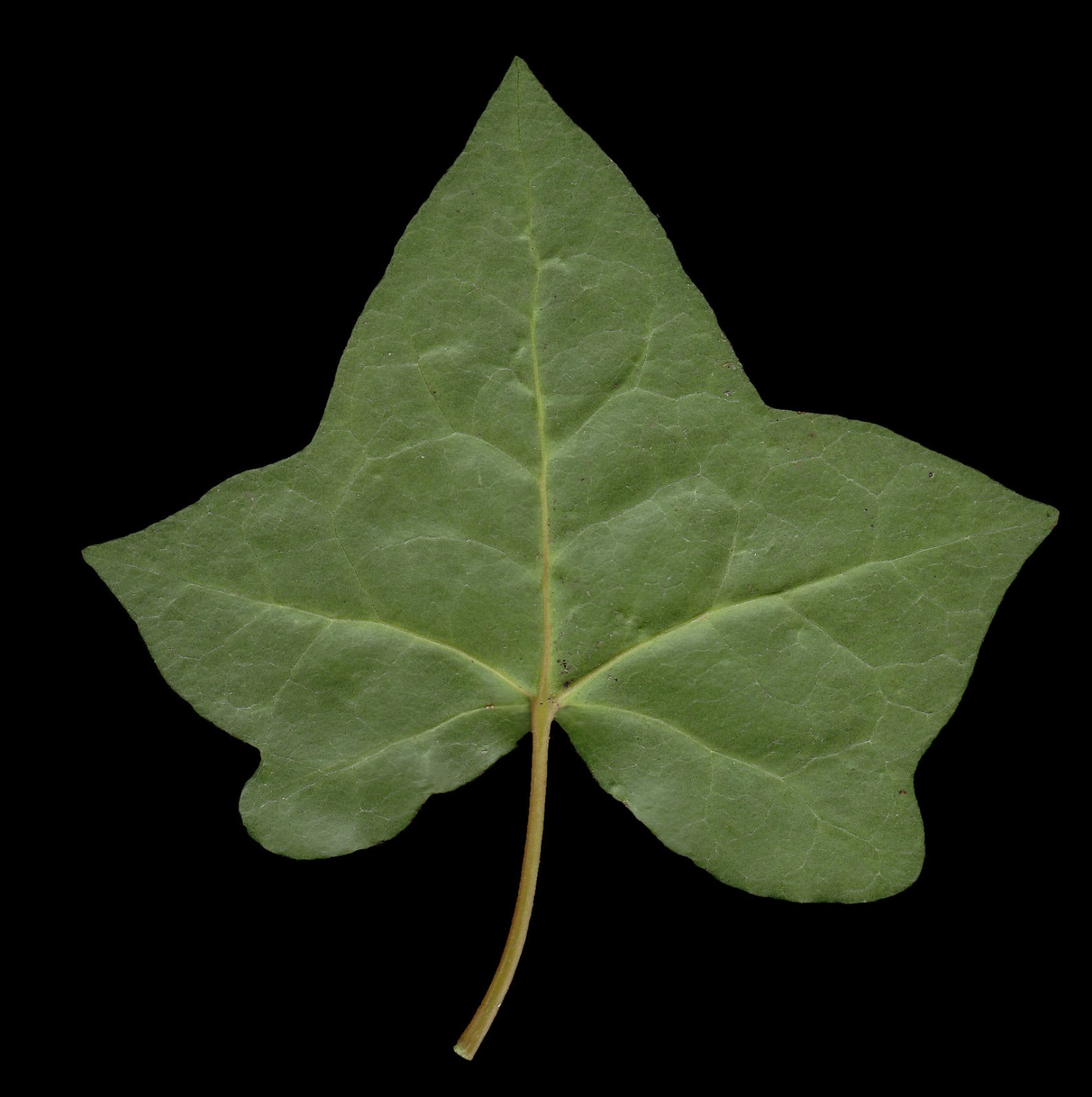 HIGH RESOLUTION TEXTURES: Leaf Textures