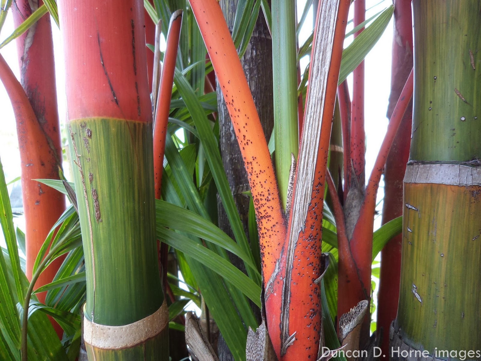The KUANTAN blog: Red bamboo plants