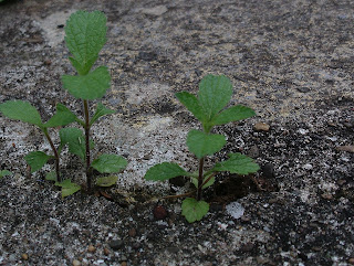 Verbena bonariensis seedling in path: Green Fingered Blog