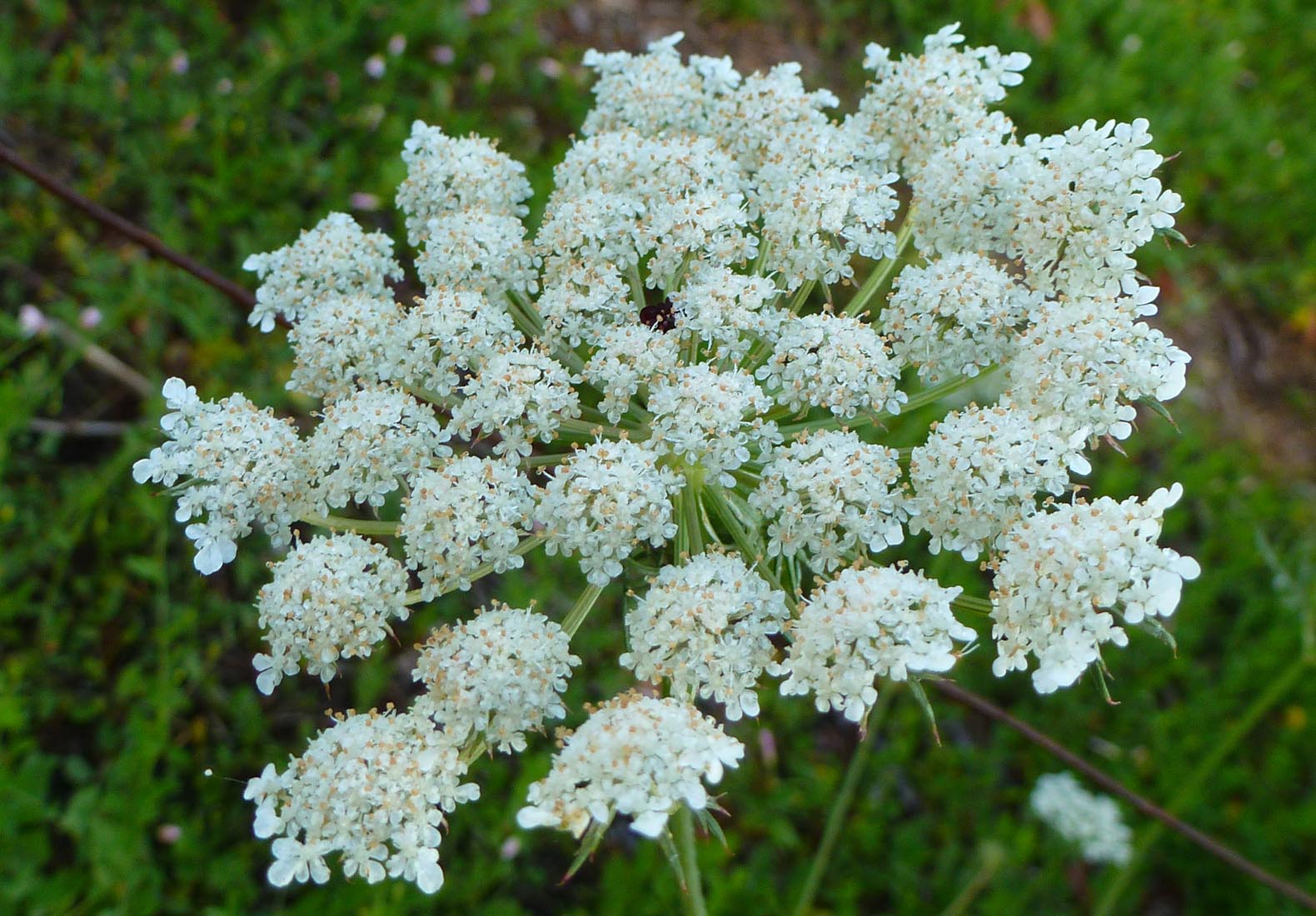 Living the life in Saint-Aignan: Flowers, flowers, and more flowers