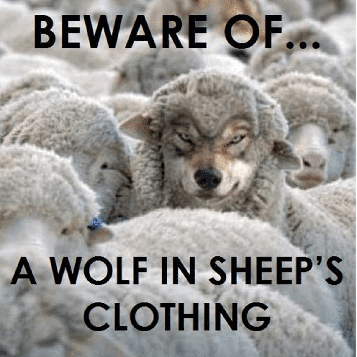 Wolves And Sheep.