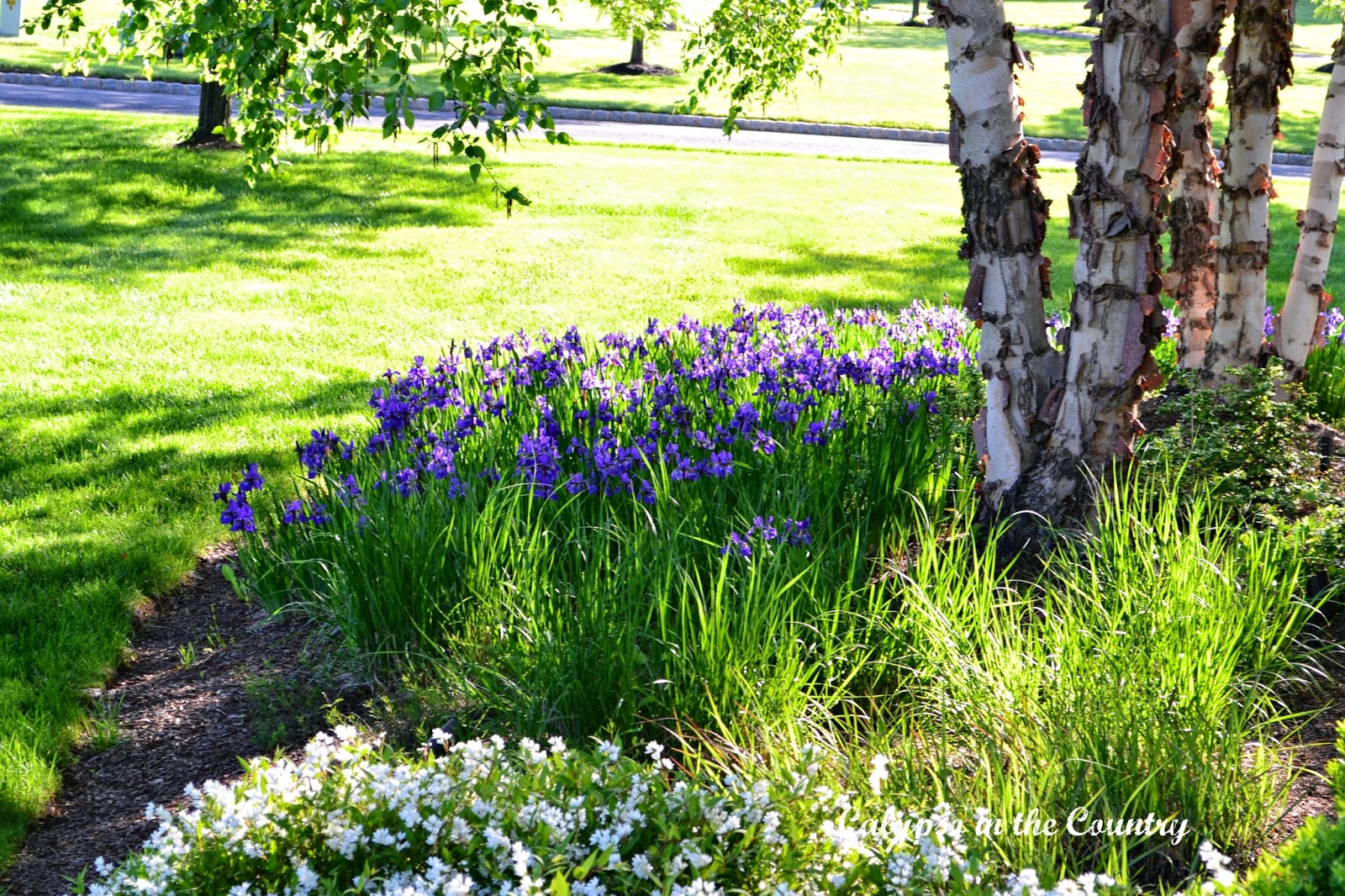 Irises in Bloom Calypso in the Country