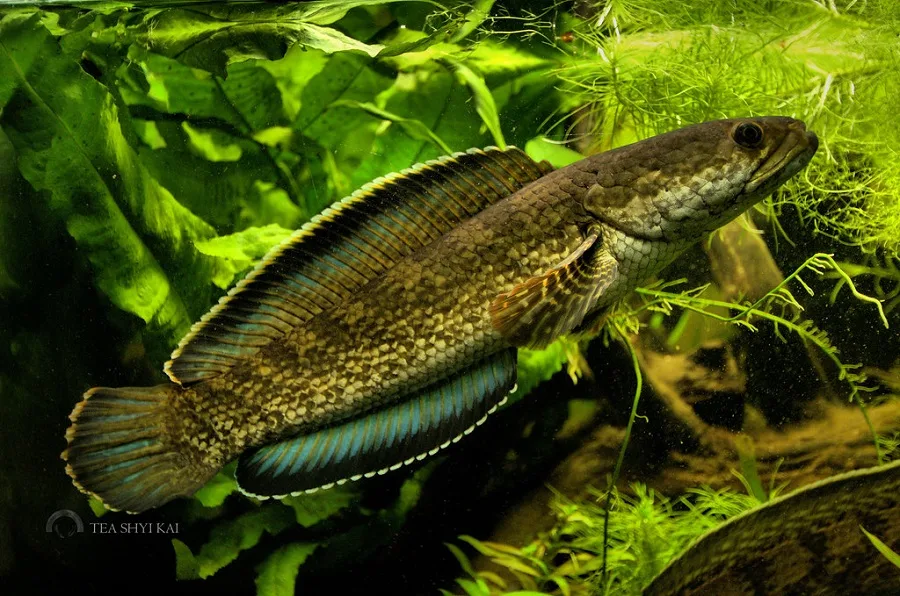 Channa torsaensis Cobalt Blue - 50 Jenis Ikan Channa Beserta harga terbaru