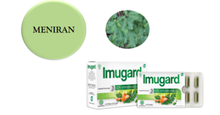 Phyllantus niruri atua meniran untuk jaga daya tahan tubuh