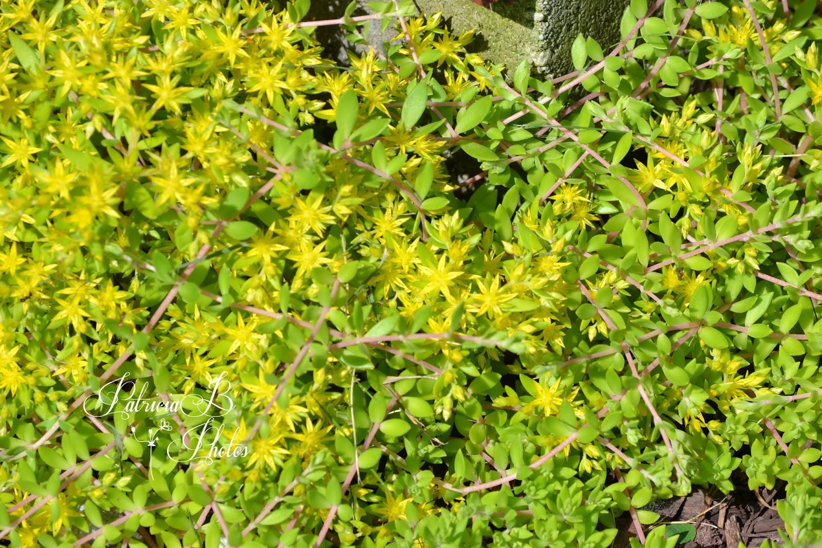 Peabea's Photos 'n Scribbles Pictorial Tuesday 6 25 19 Link Up