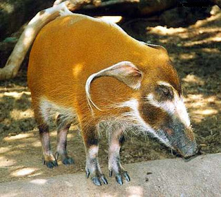 Püskül kulaklı domuz en renkli domuz türlerinden biridir