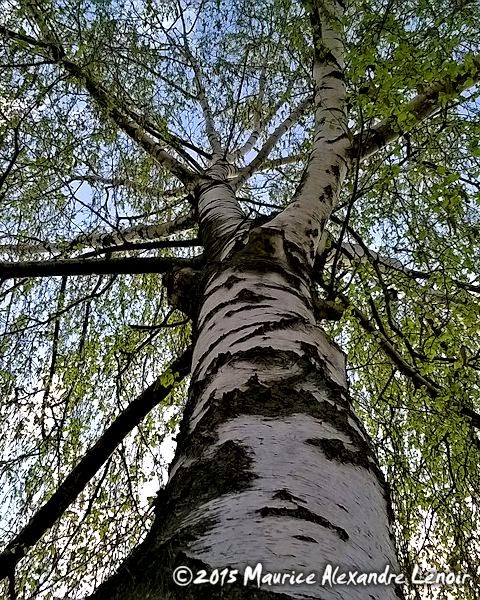 Eine Birke im Frühling