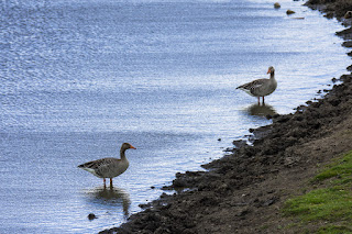 Naturfotografie Wildlifefotografie Lippeaue