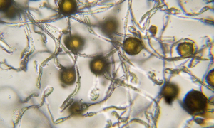 Contoh Kalimat Dengan Kata Spora Akuntt Com Mencerdaskan Bangsa