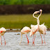 Greater Flamingo Pair in Love