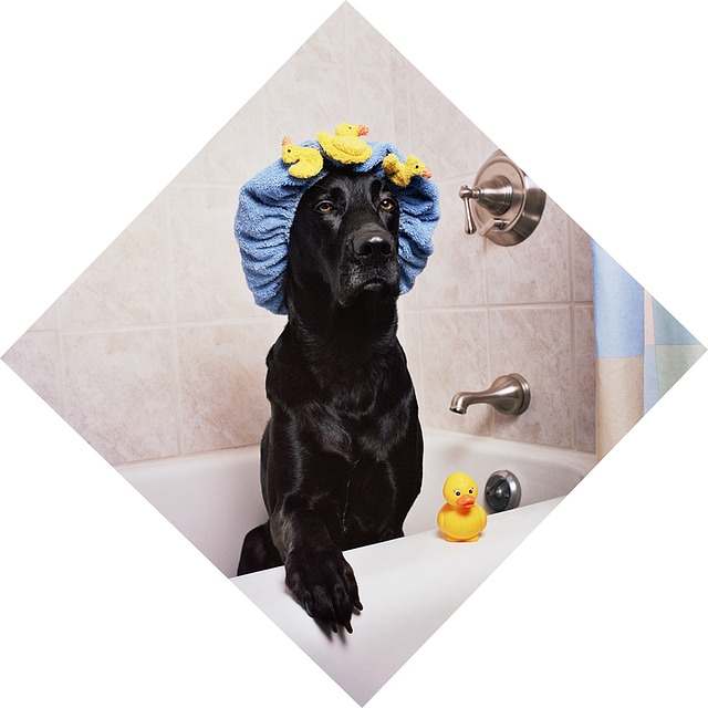How to bathe a dog that hates water Doggy lifestyle All about Dogs