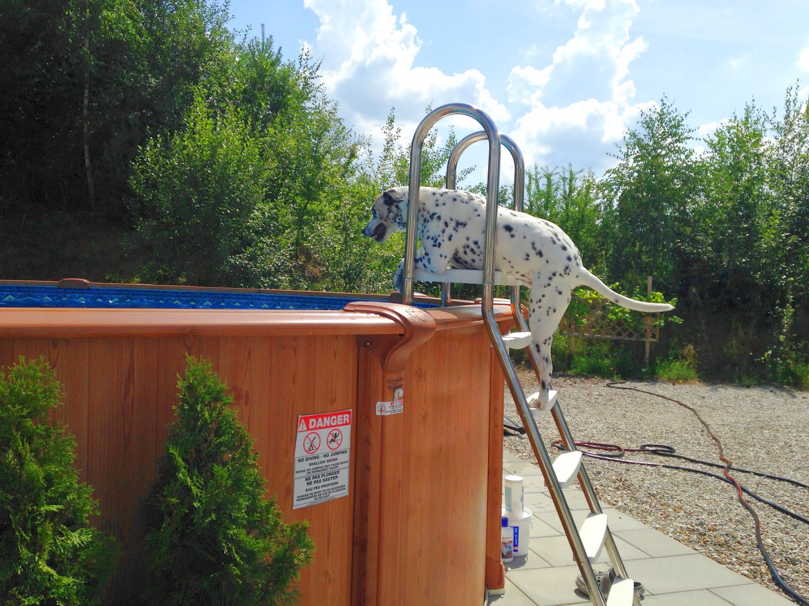 Die Alltagsgourmets Mein Hund ist ein Fischotter