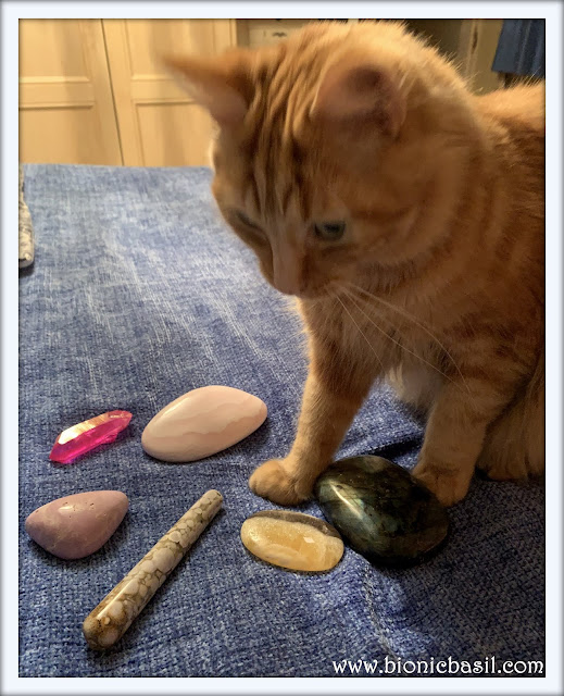 Fudge's Crystal Healing  @BionicBasil® The Pet Parade 321