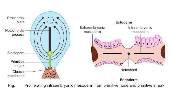 Subdivisions of intraembryonic mesoderm
