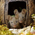 Seorang Pria Menemukan Kawanan Tikus di Kebunnya, Kemudian Ia Membangun Miniatur Desa di Sana.