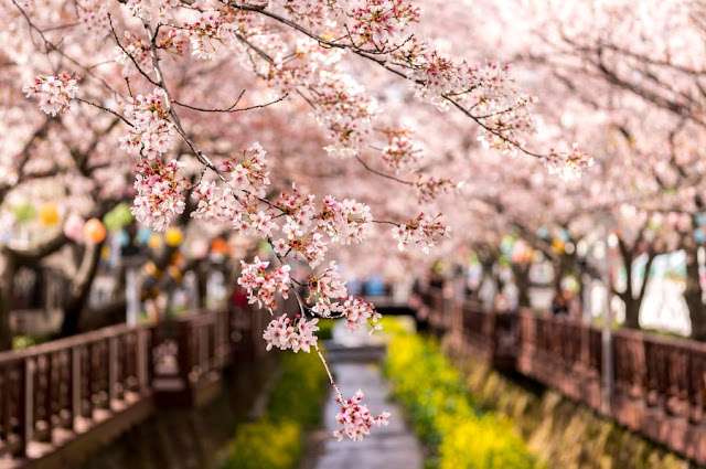 Jinhae Cherry Blossom