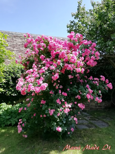 Rose Apple Blossom