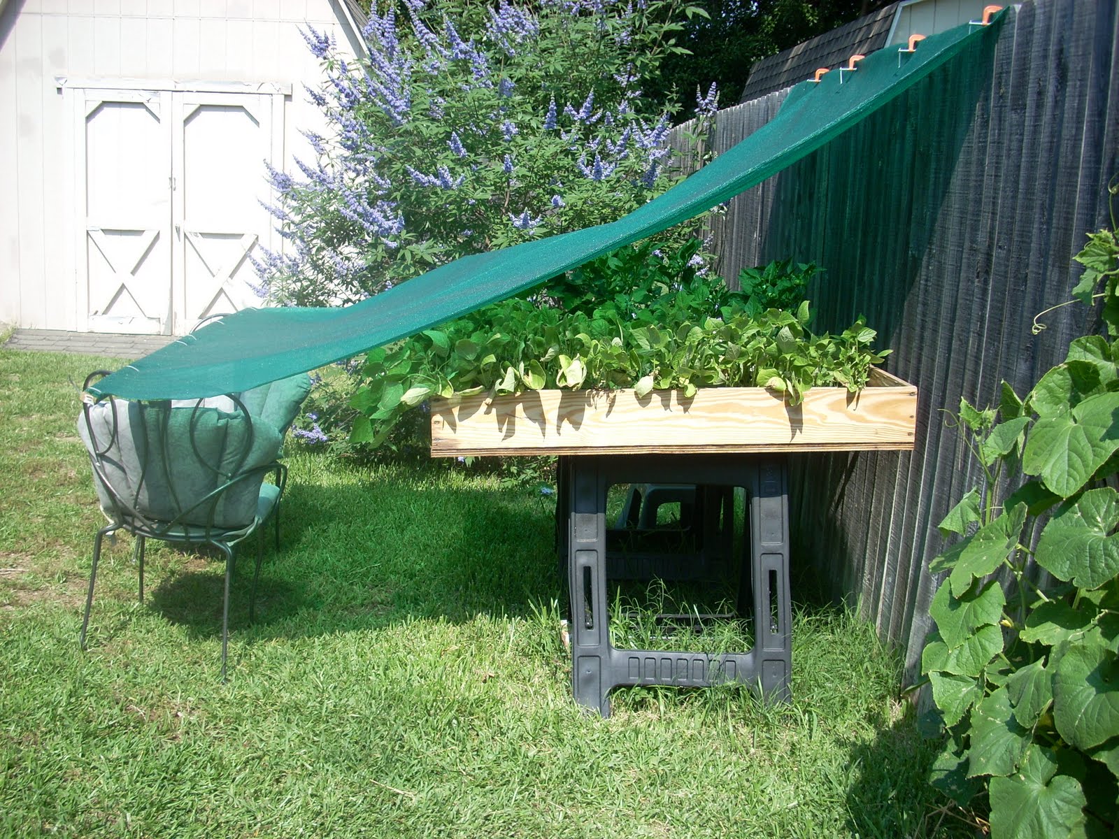 A Casa A gardening and lifestyle blog Sunburned Peppers How to Keep