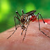 Boletim epidemiológico revela aumento significativo no número de casos da dengue, chikungunya e zika