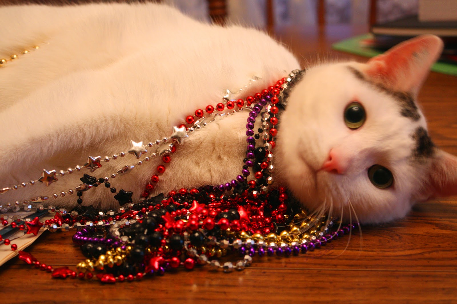 Celebration Fat Cats On Fat Tuesday Life With Cats