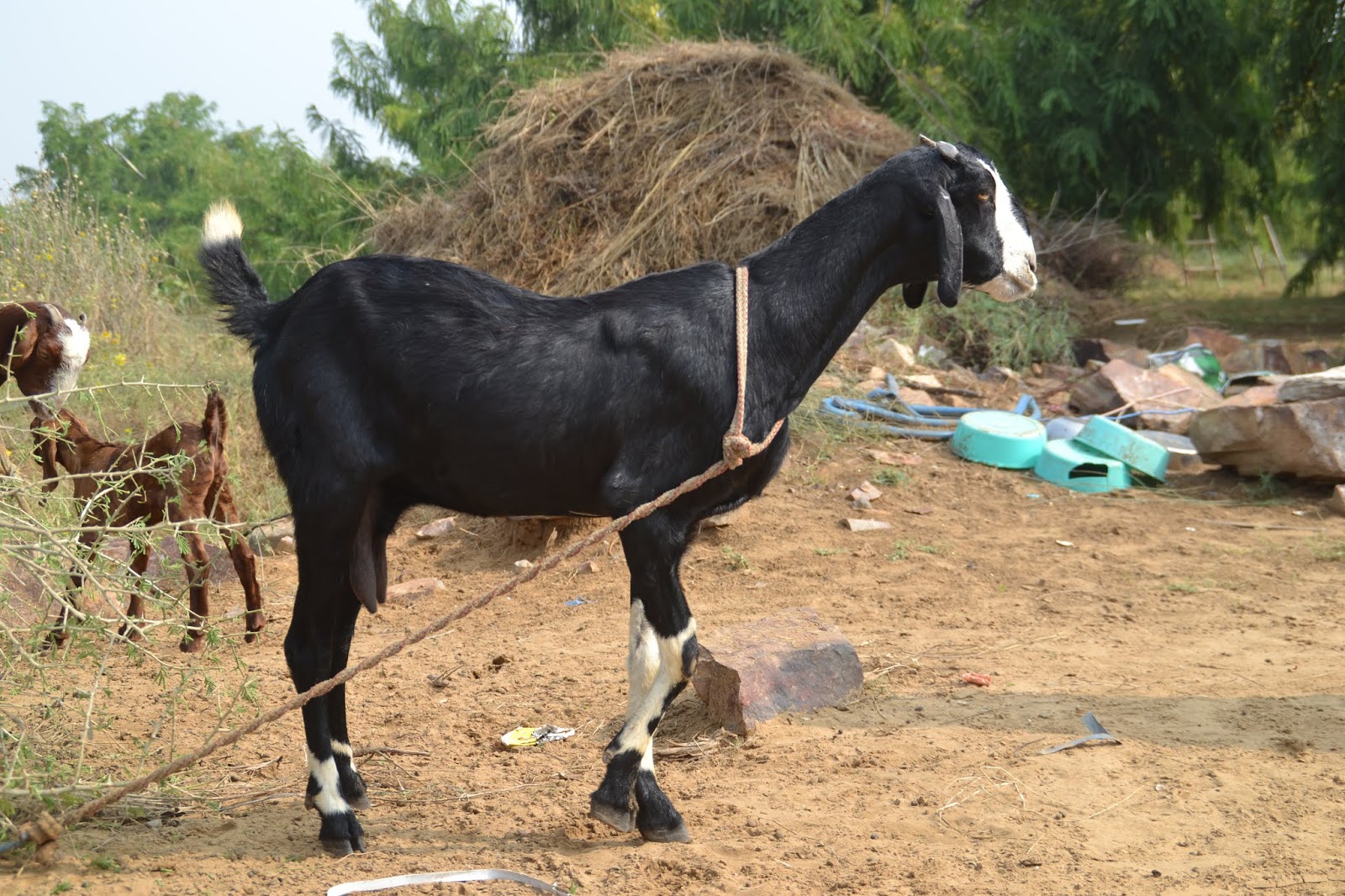 Sirohi Goats Breeding Purpose
