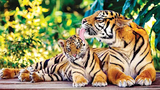 International Tiger Day 2021: Know about India Tiger Reserves