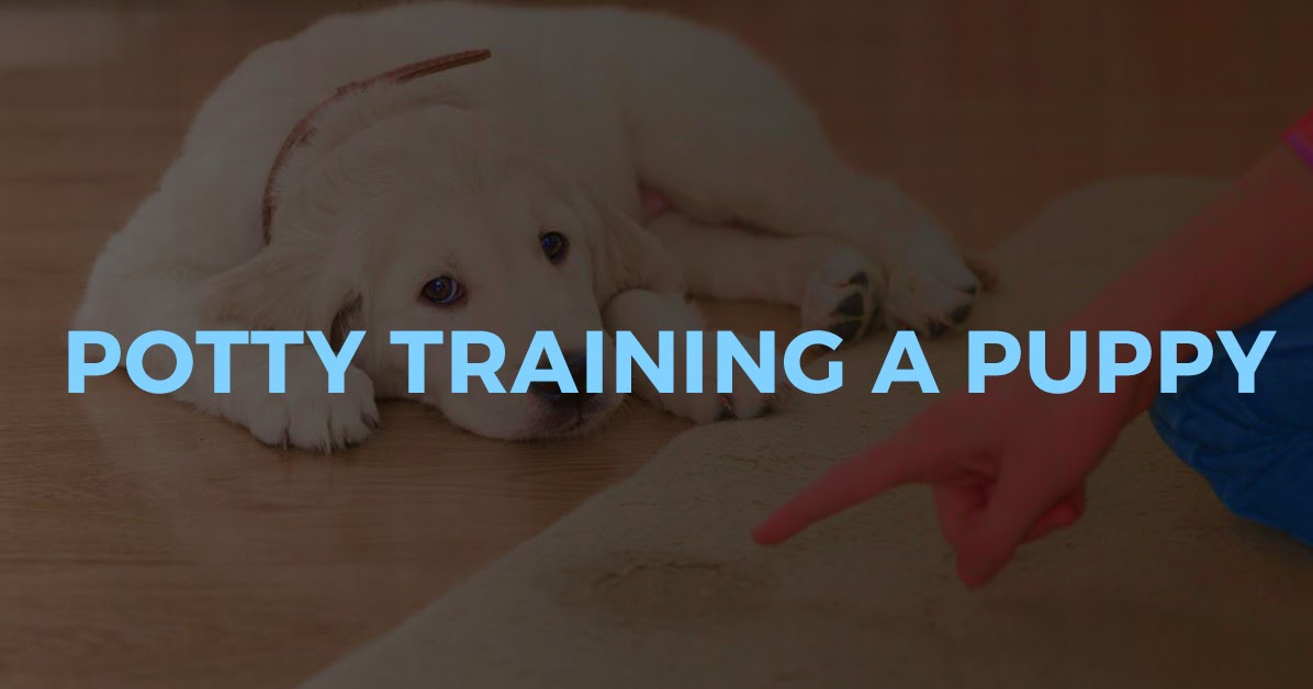 Potty Training a Puppy.