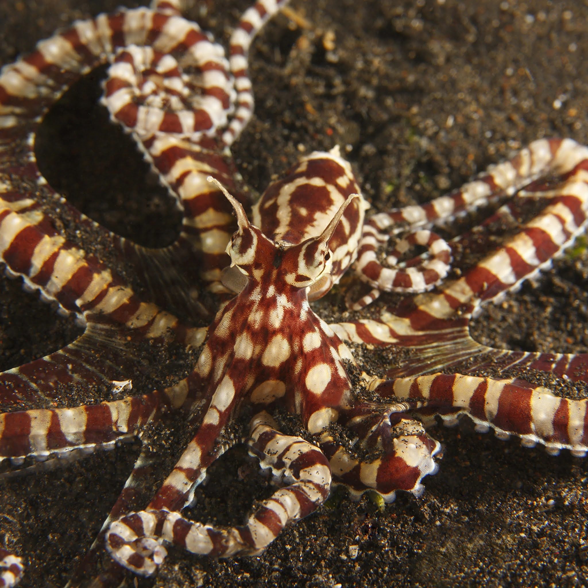 Are Mimic octopus poisonous? Facts about mimic octopus
