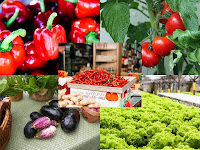 Penuhi Kebutuhan Dapur Kamu dengan Tanam 5 Tanaman Ini!