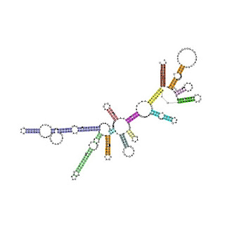Bakteriyel küçük ribozom altbirim rRNA'sı, 5' bölgesinde baz eşleşmesi (Rfam veritabanından). Bu örnek RF00177'dir