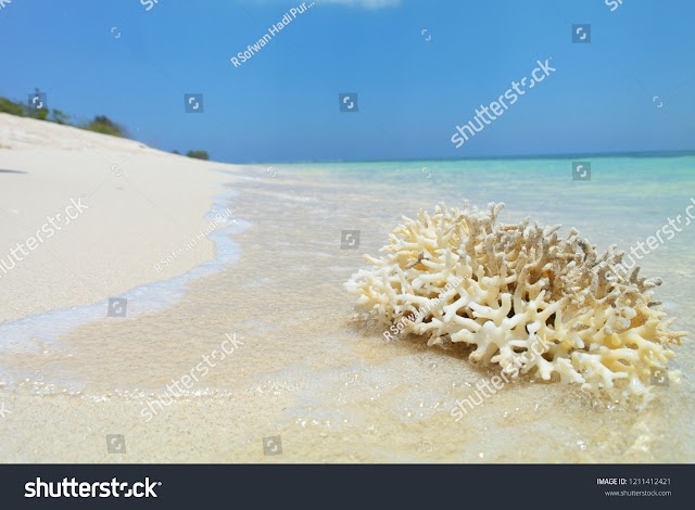  Royalty-free stock photo - Natural Stone coral with white sand on the beach - Image 