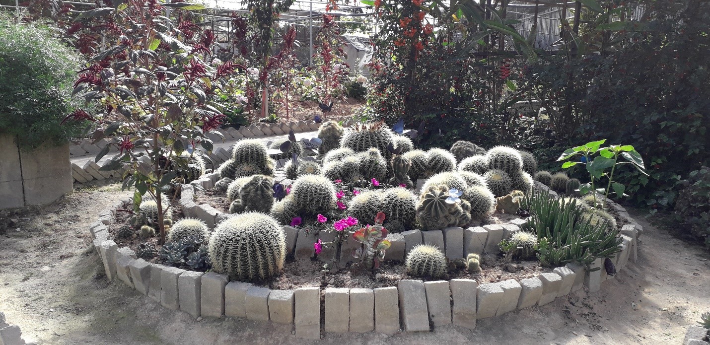 Mohd Faiz bin Abdul Manan: Taman Rama-Rama @ Cameron Highland