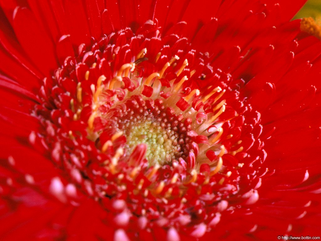 Flowers collection, send flowers, flower tucci part 32