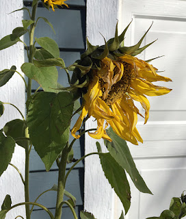 fading sunflower