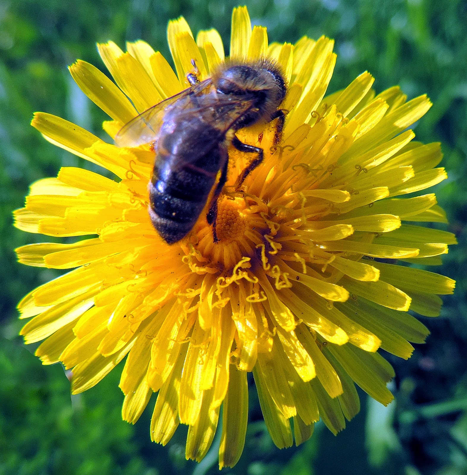 The Glebe Blog Creetown to Newton Stewart with the Wigtown Walks and