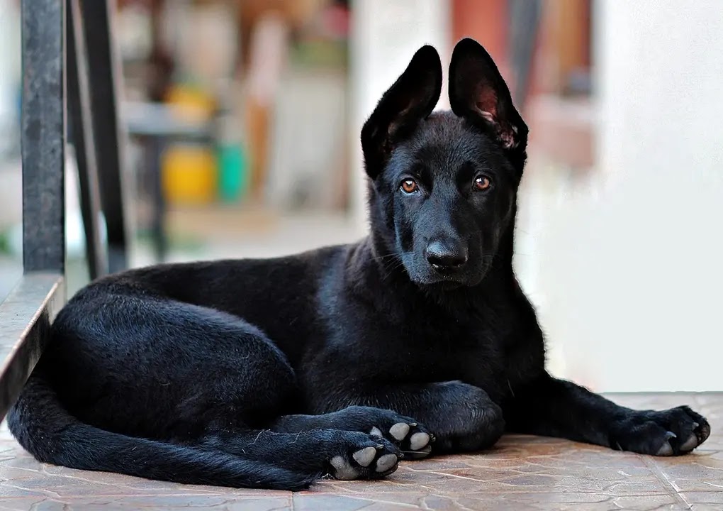 black dog breeds medium