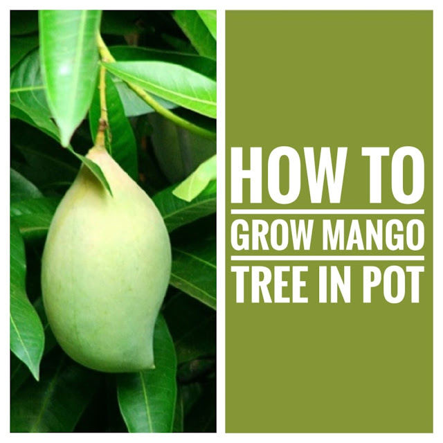 mango tree