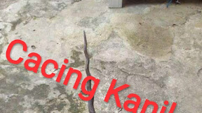 [KHASIAT] dan Tuah Tombak Cacing Kanil √