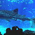 North Carolina Aquariums - North Carolina Aquarium Wilmington