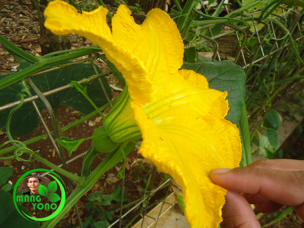 Morfologi Tanaman Labu Kuning