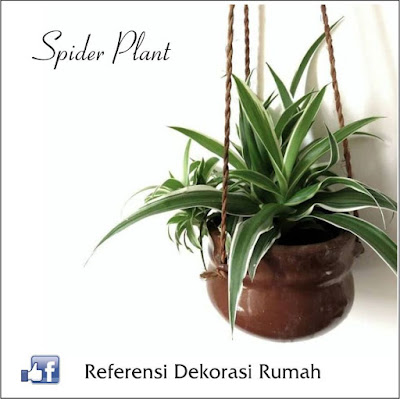 Indoor plants that are easy to care for, suitable for apartments Indoor plants that are easy to care for, suitable for apartments